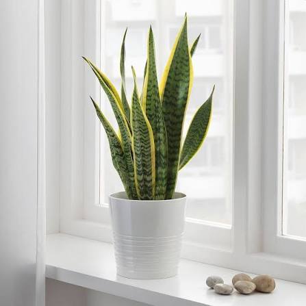 The Ultimate Guide to Indoor Roots