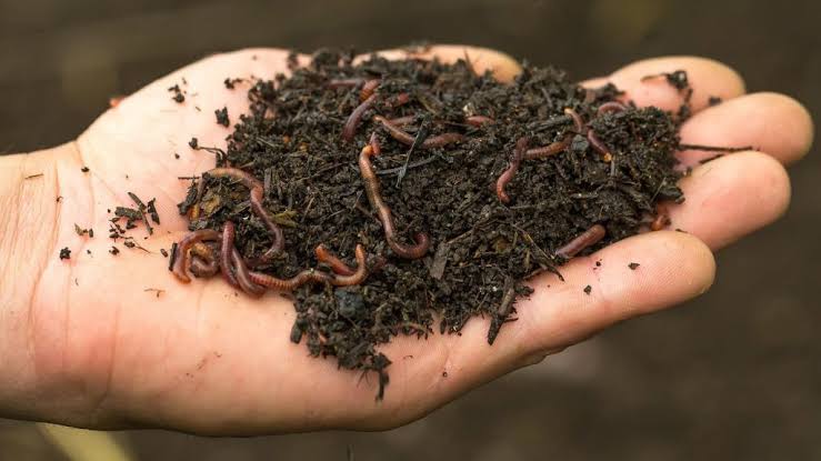 Vermicompost (Worm Castings)