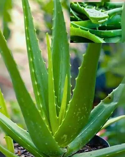 Aloe Vera