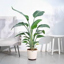 Bird of Paradise