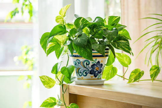 Golden Pothos