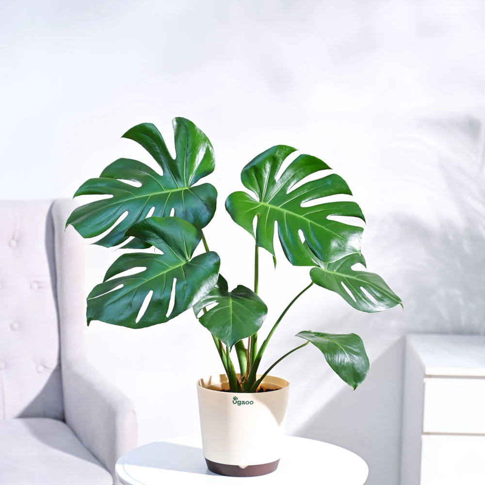 Monstera Deliciosa