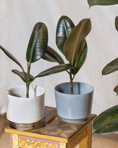 Rubber Plant